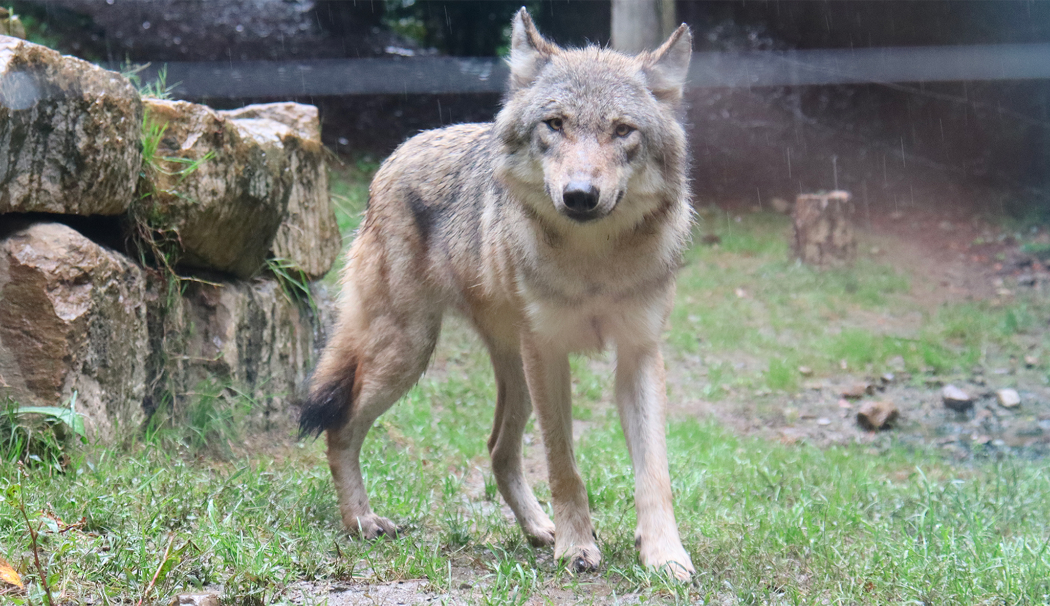 Photographies Animalières